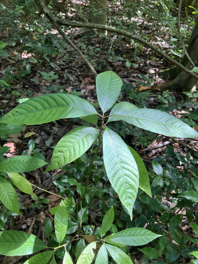 Cheakyberry photo 3