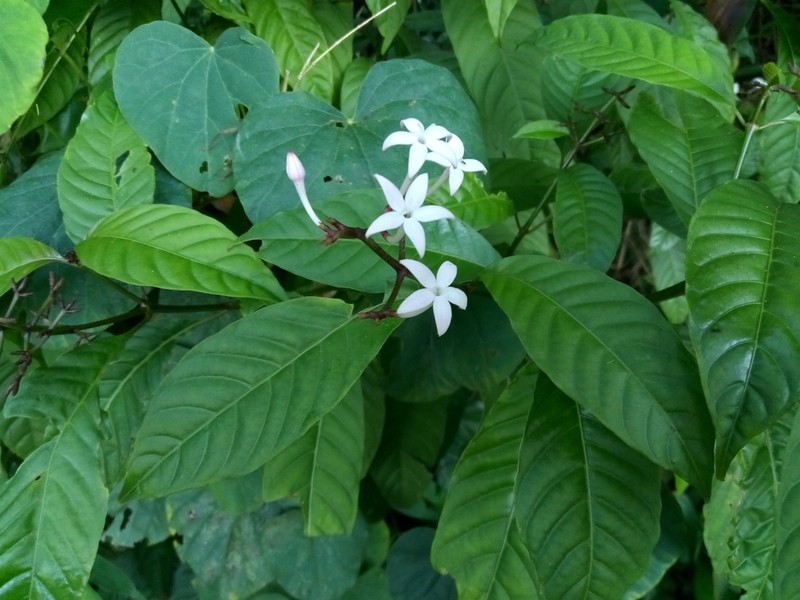Cheakyberry photo 4