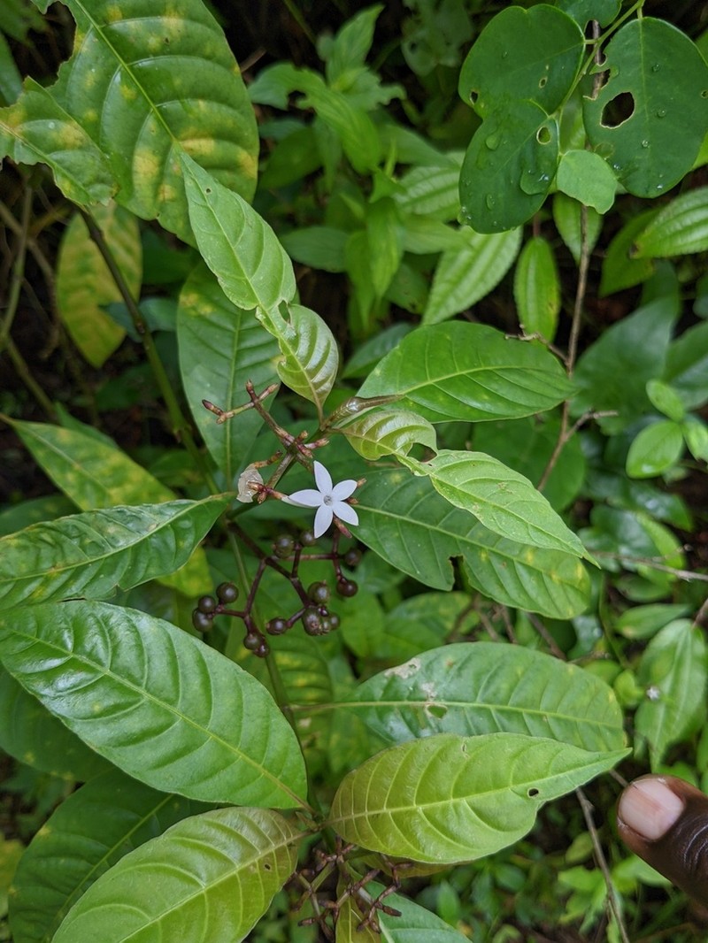 Cheakyberry photo 5