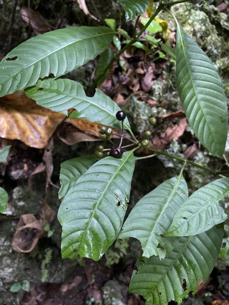 Cheakyberry photo 6