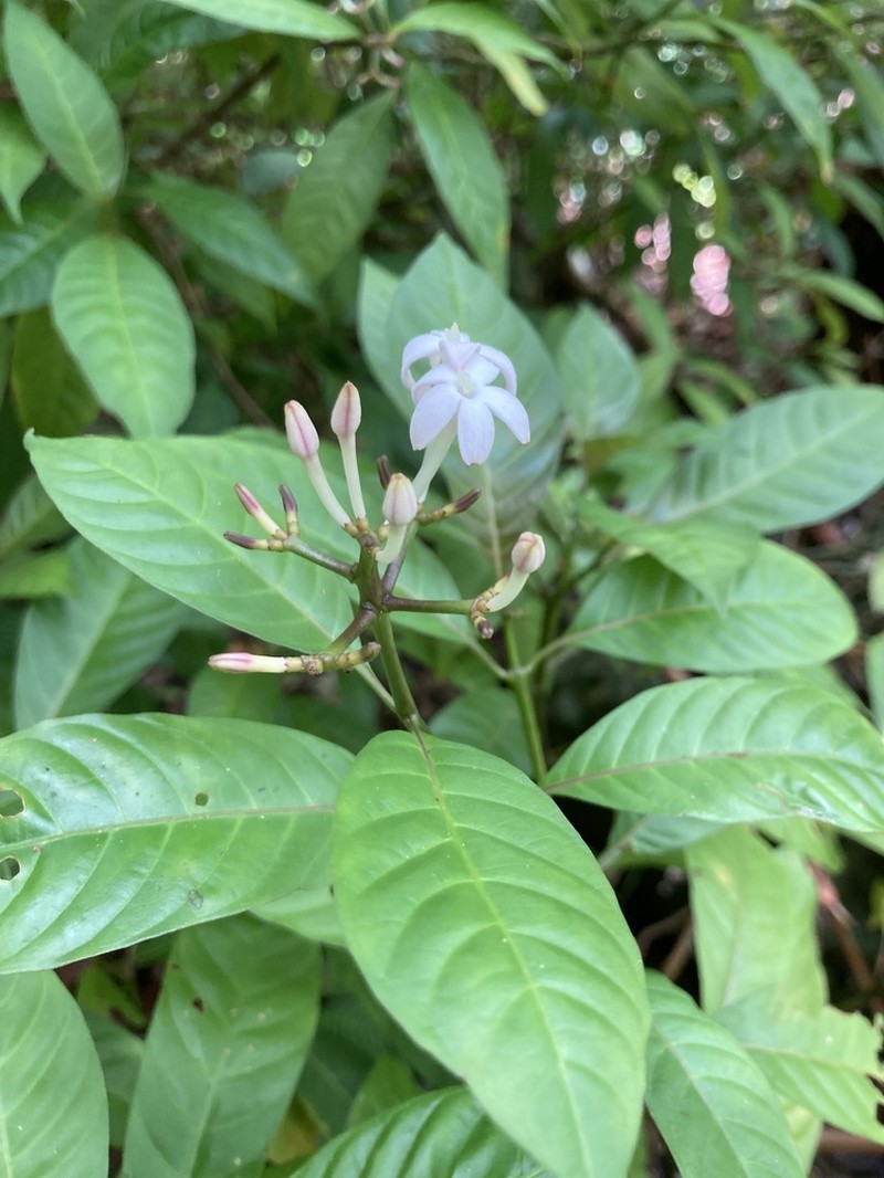 Cheakyberry photo 7