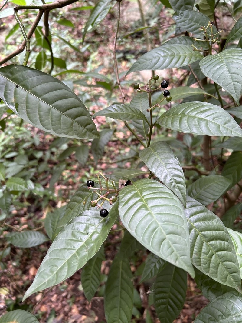 Cheakyberry photo 8