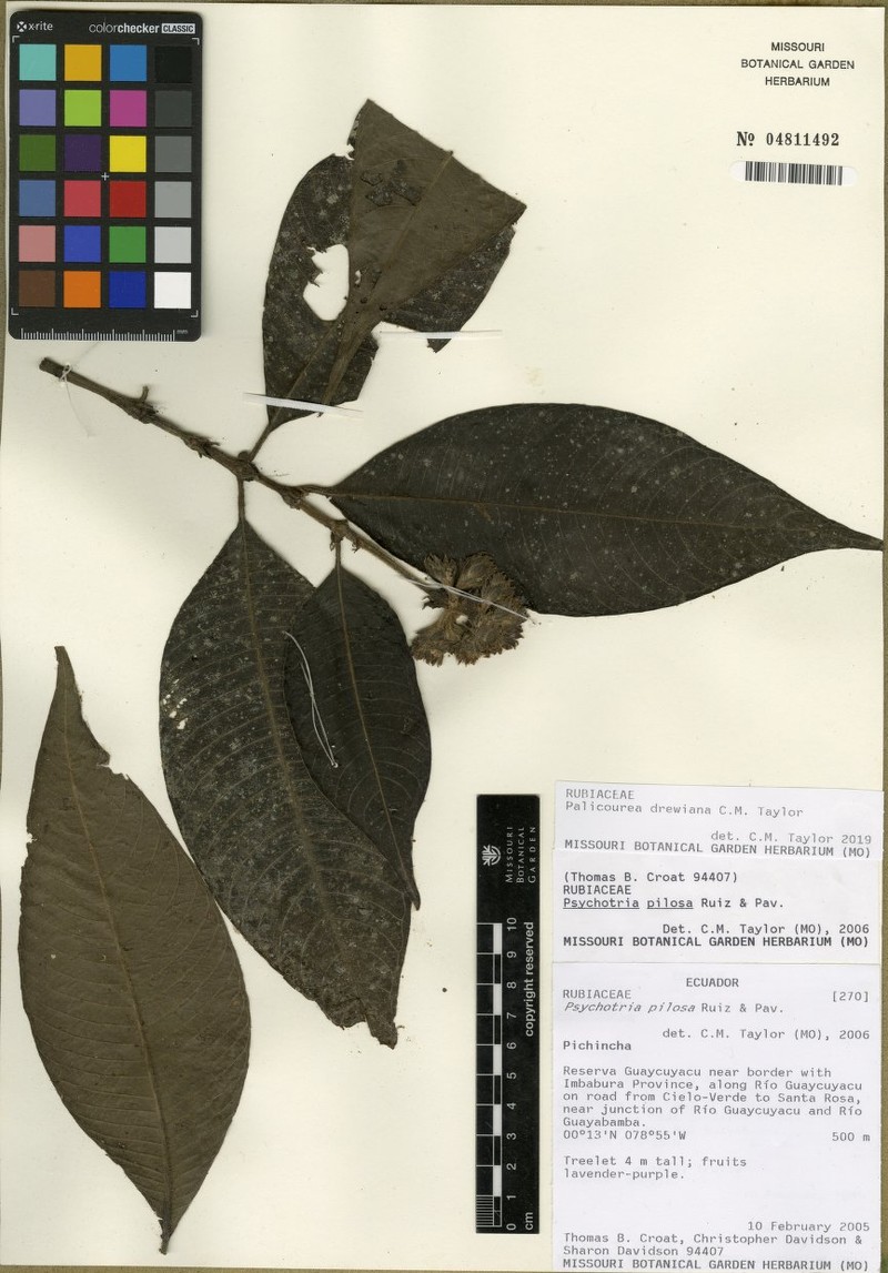 Palicourea drewiana