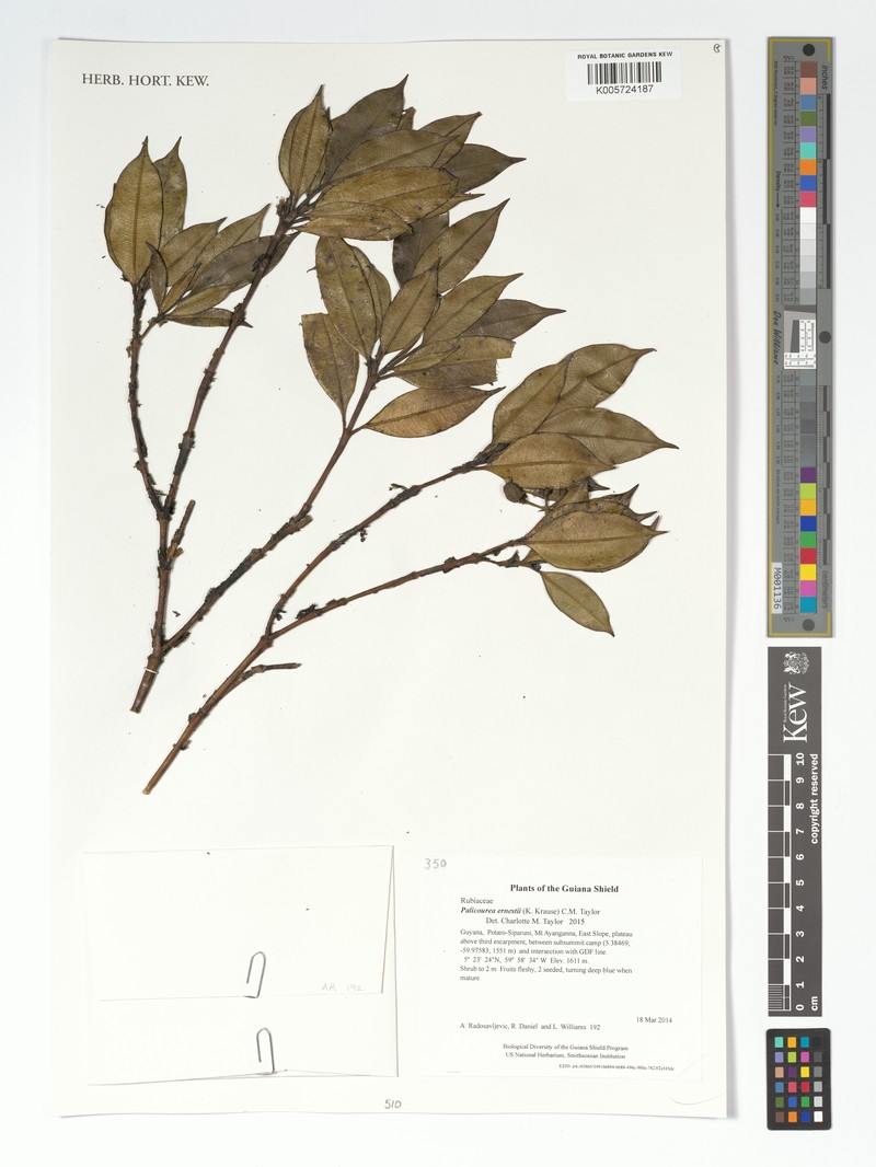 Palicourea ernestii