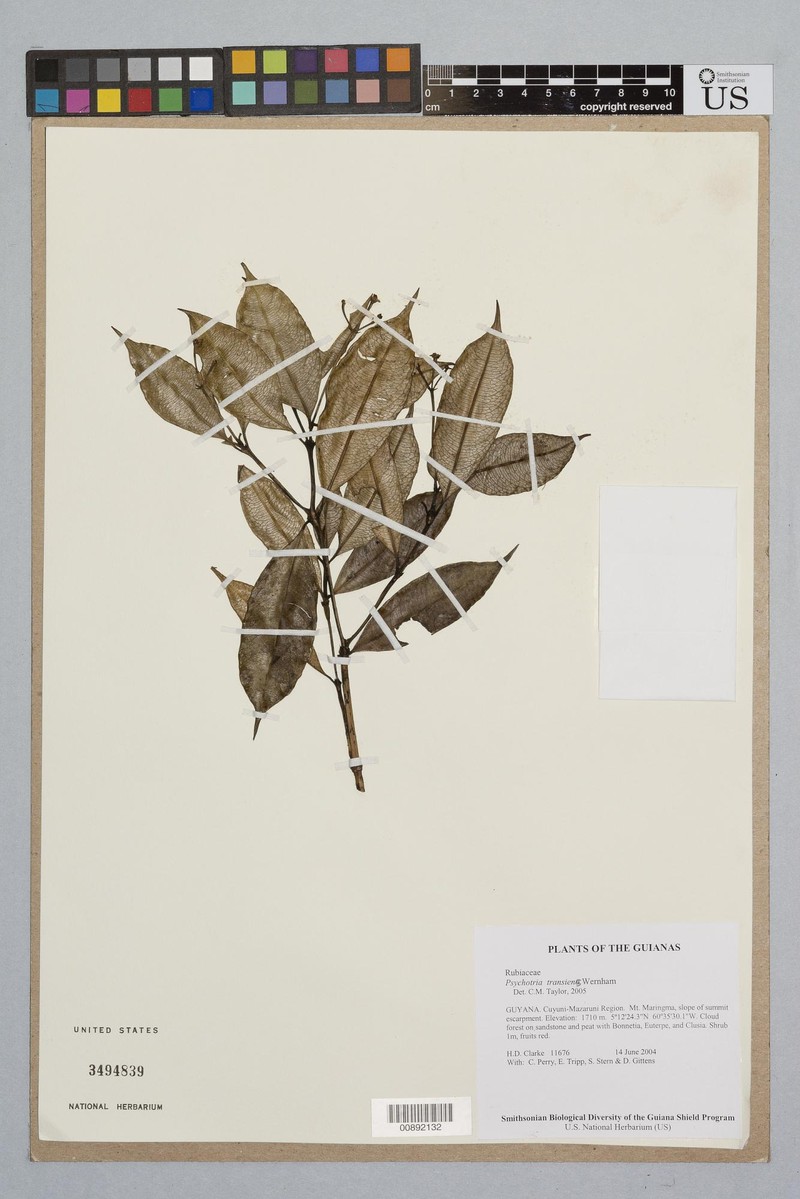Palicourea ernestii photo 2
