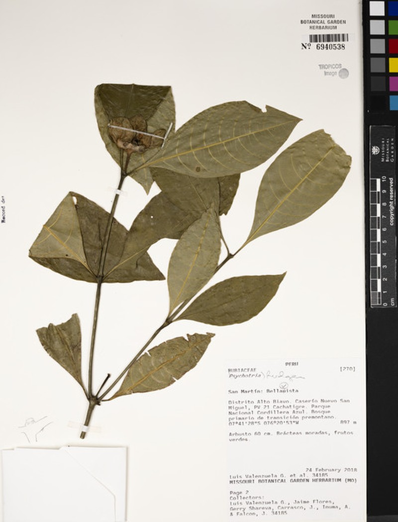 Palicourea falcata