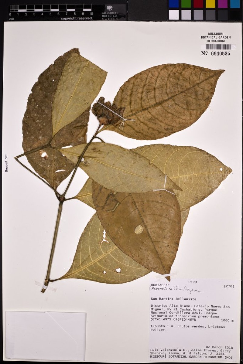 Palicourea falcata photo 2