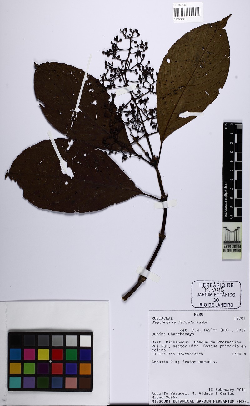 Palicourea falcata photo 3