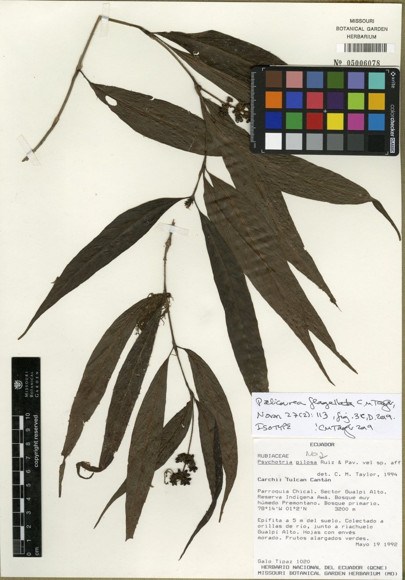 Palicourea flagellata