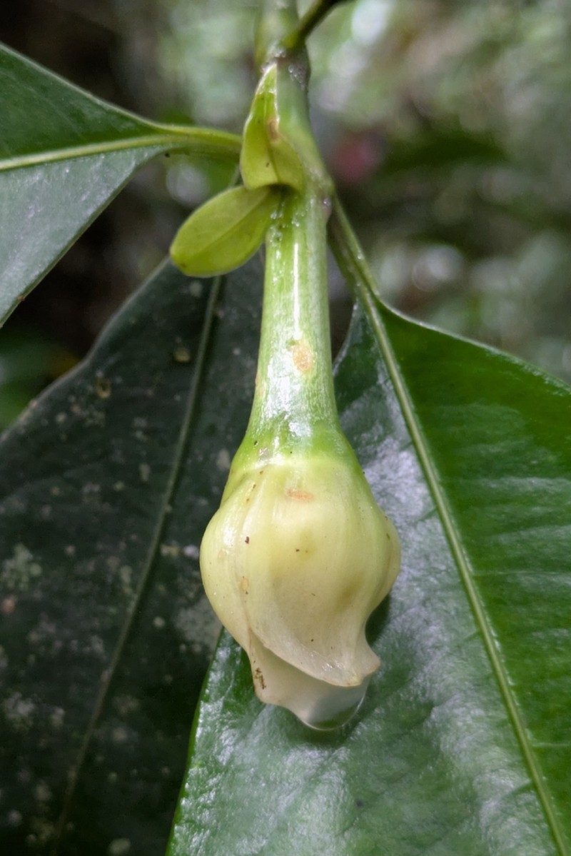 Palicourea flaviflora photo 2