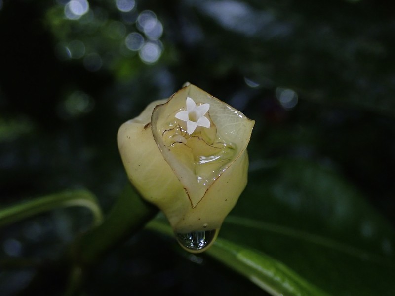 Palicourea flaviflora photo 4