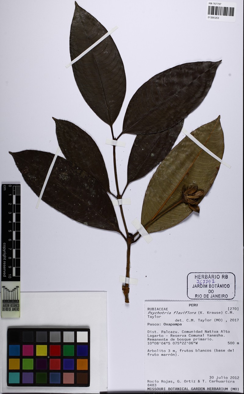 Palicourea flaviflora photo 5