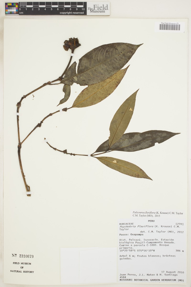 Palicourea flaviflora photo 6
