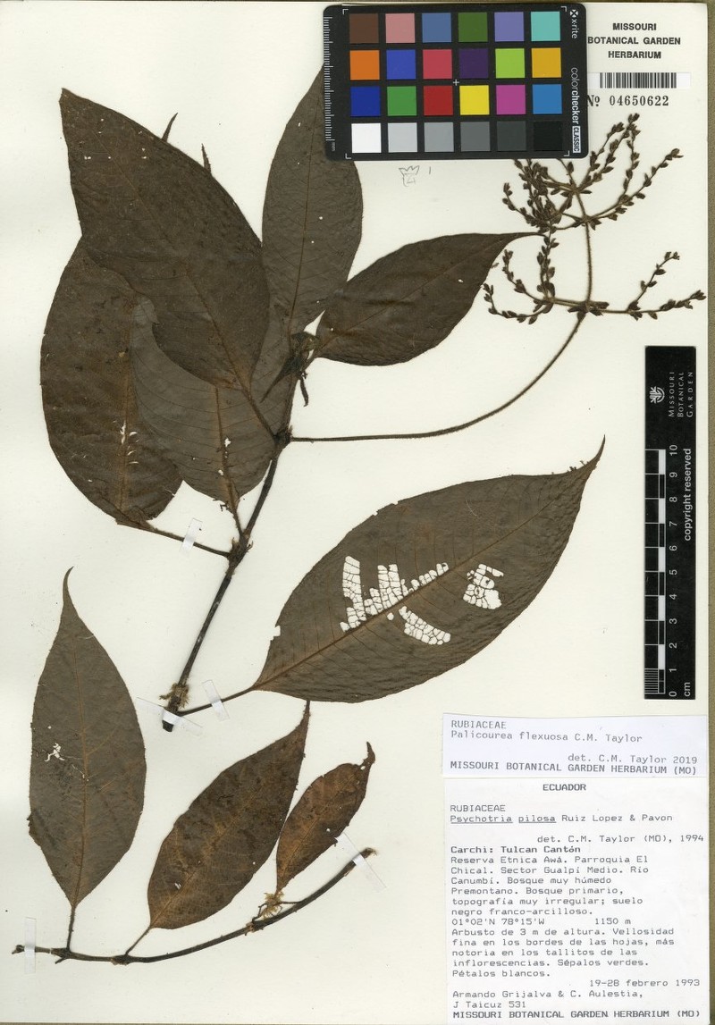 Palicourea flexuosa