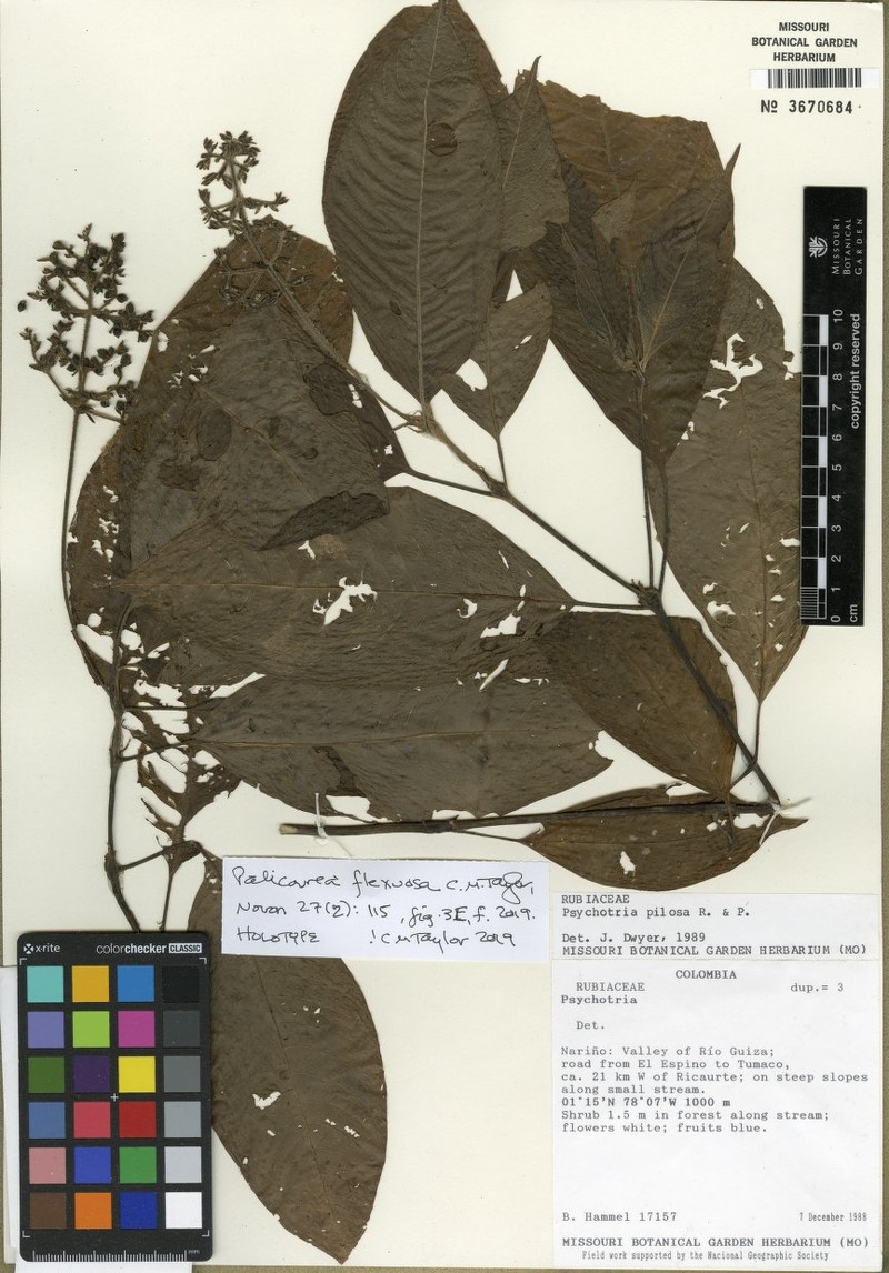 Palicourea flexuosa photo 2