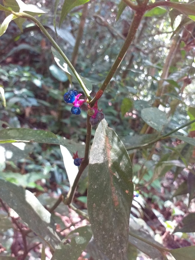 Palicourea geminata