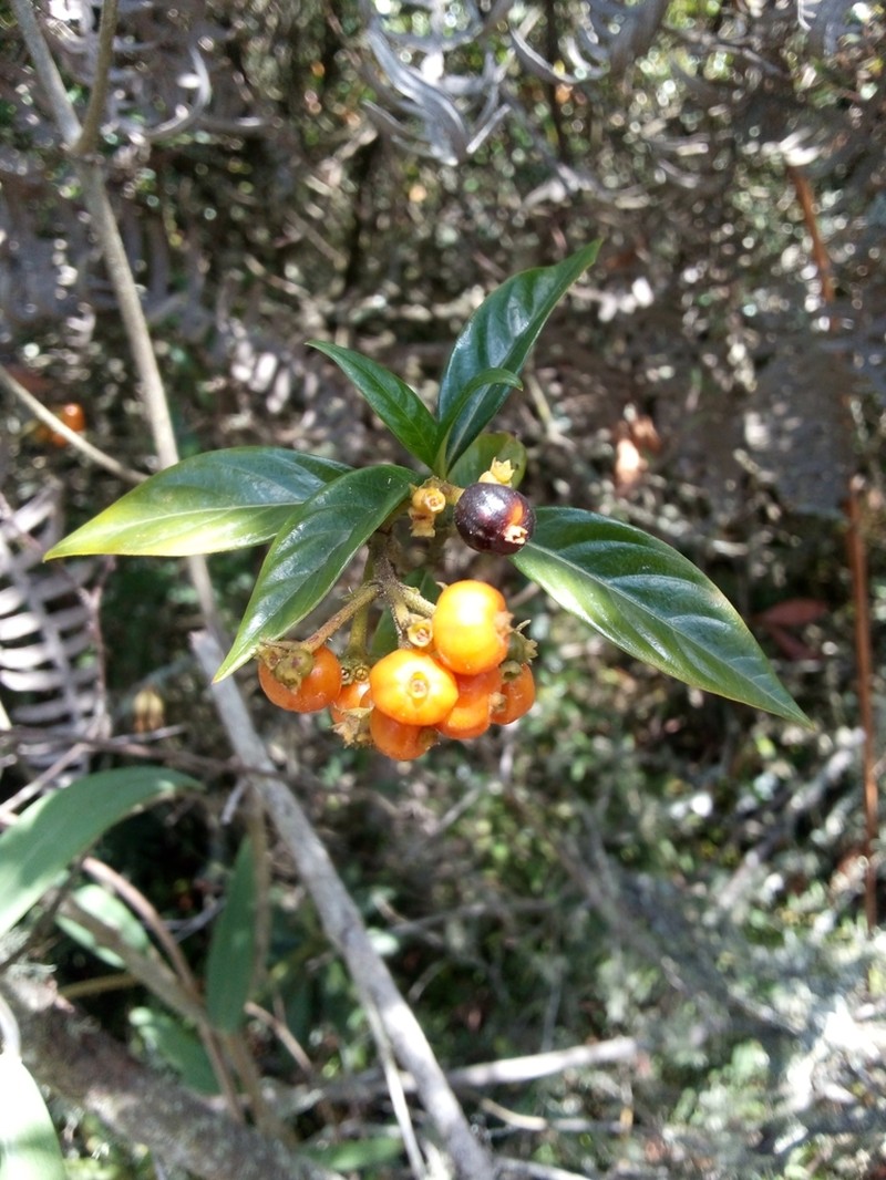 Palicourea gonzaleziana