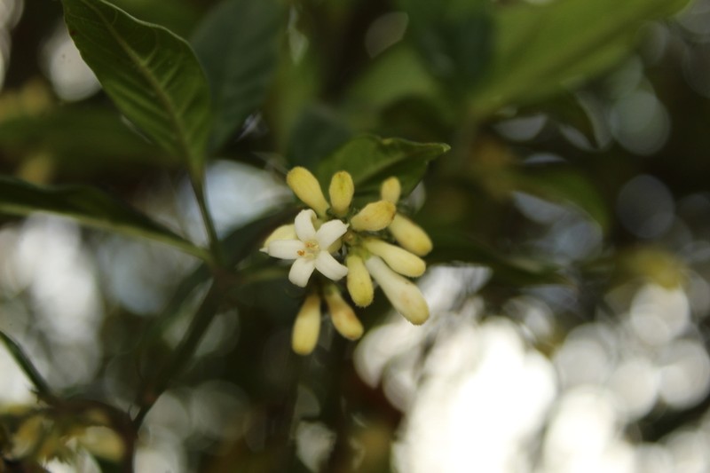 Palicourea gonzaleziana photo 4