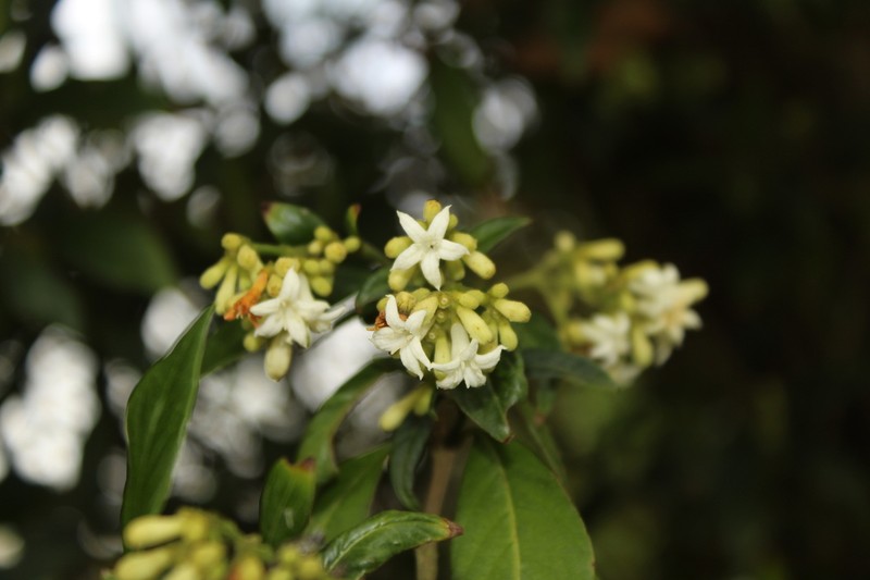 Palicourea gonzaleziana photo 5
