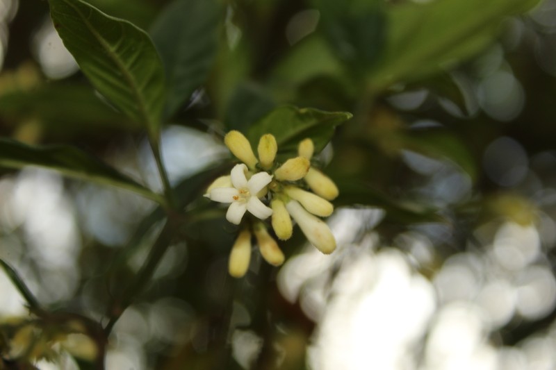 Palicourea gonzaleziana photo 6