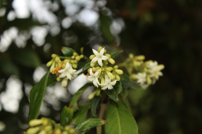 Palicourea gonzaleziana photo 8