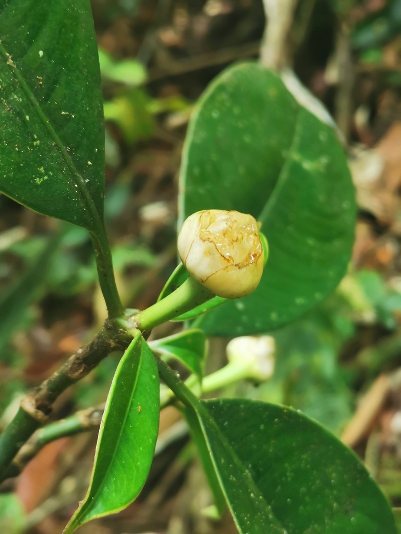 Palicourea grandiceps