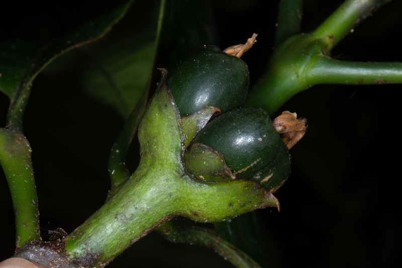 Palicourea grandiceps photo 2