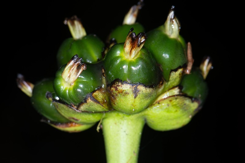 Palicourea grandiceps photo 3