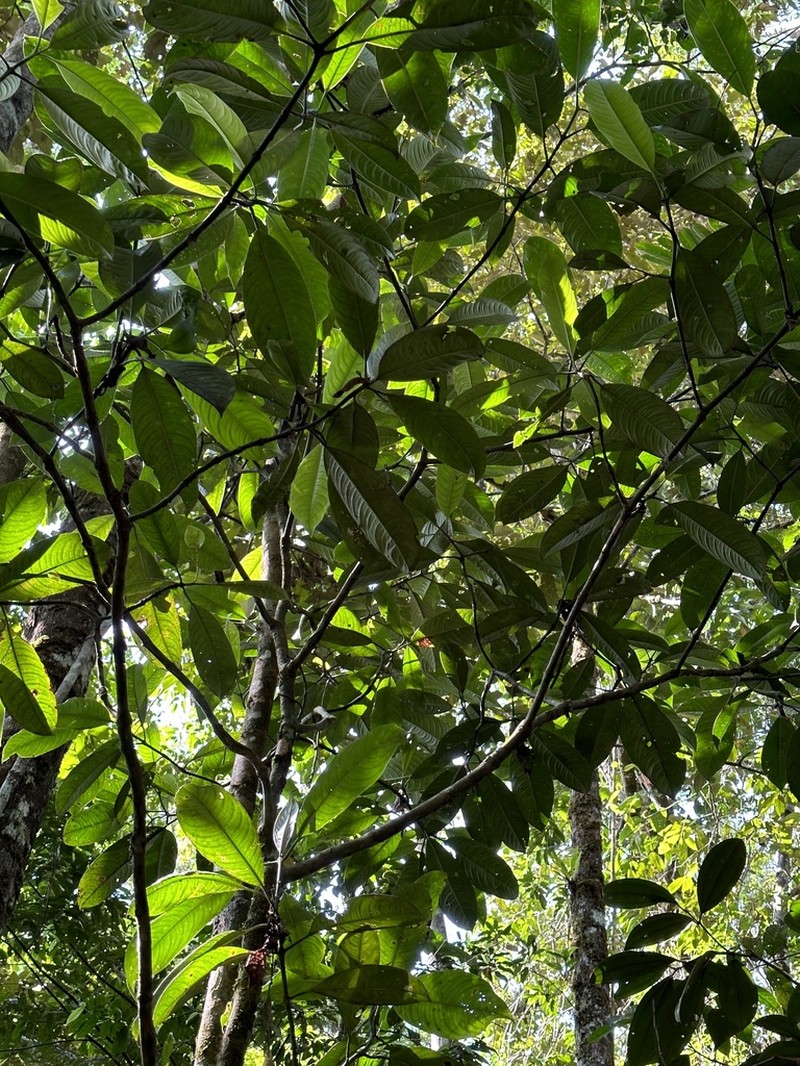 Palicourea grandiceps photo 4