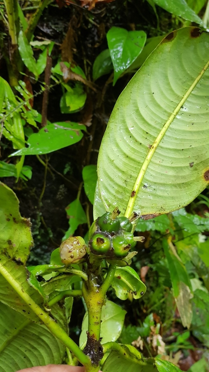 Palicourea grandiceps photo 5