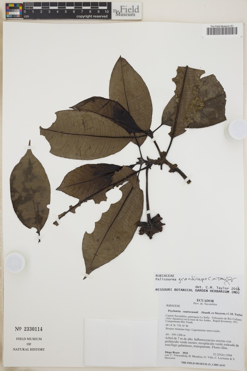 Palicourea grandiceps photo 6