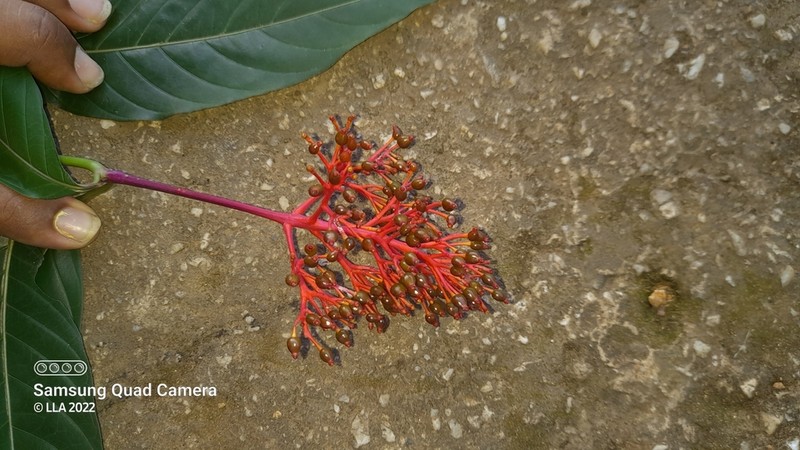 Showy Cappel photo 3