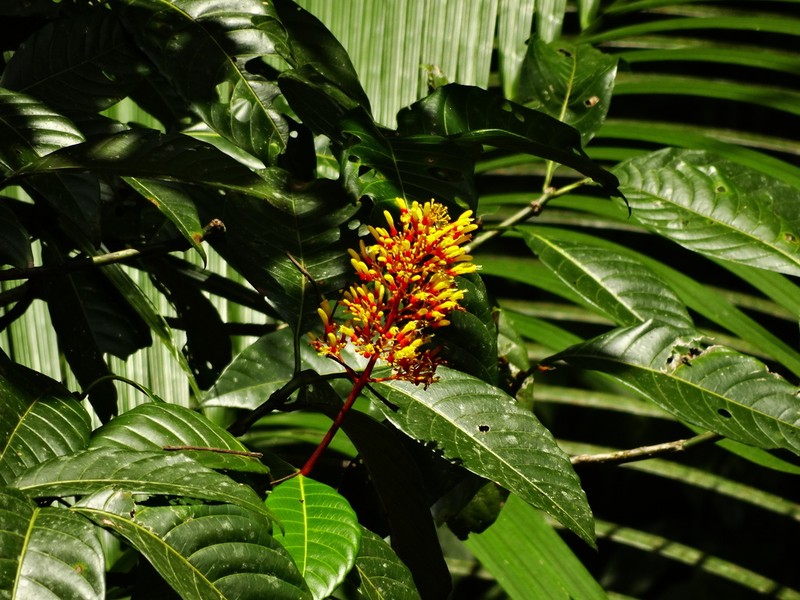 Showy Cappel photo 8