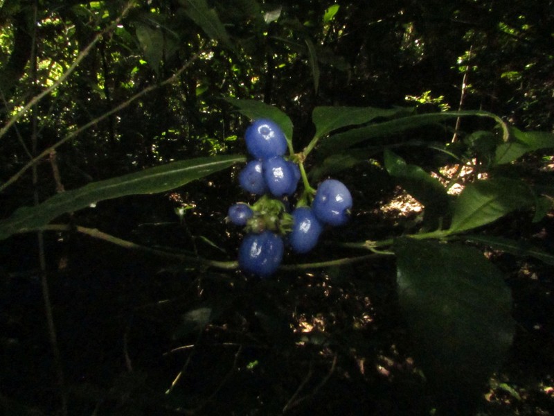Palicourea hazenii subsp. centroamericana