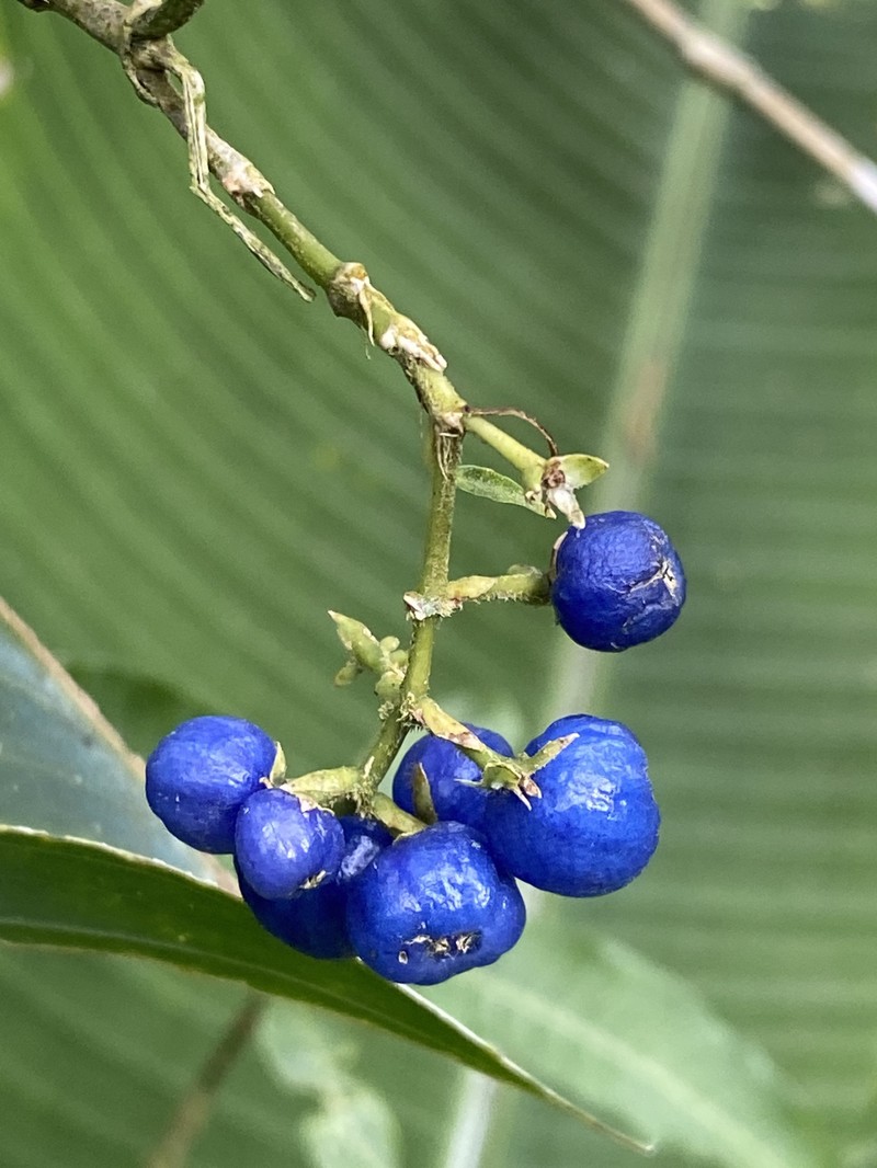Palicourea hazenii subsp. centroamericana photo 2