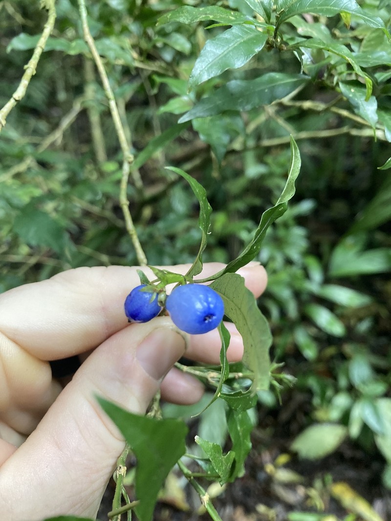 Palicourea hazenii subsp. centroamericana photo 3