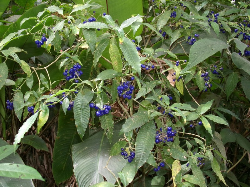Palicourea hazenii subsp. centroamericana photo 4
