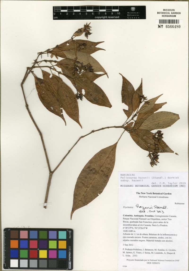 Palicourea hazenii subsp. hazenii