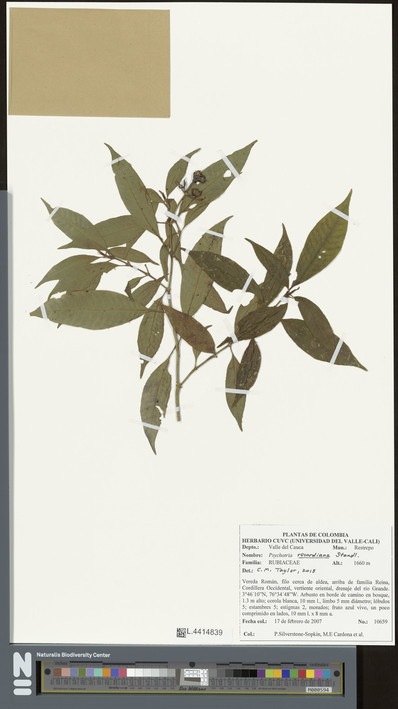 Palicourea hazenii subsp. hazenii photo 2