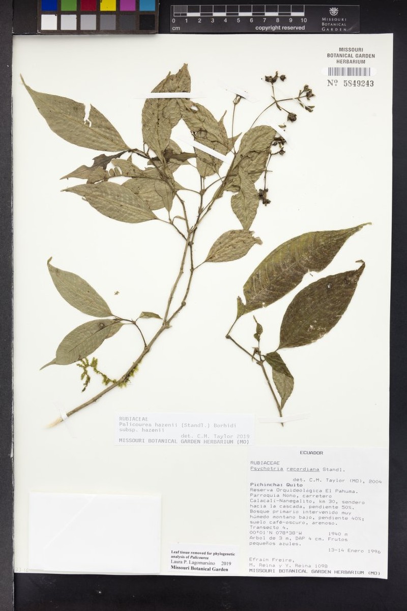 Palicourea hazenii subsp. hazenii photo 3