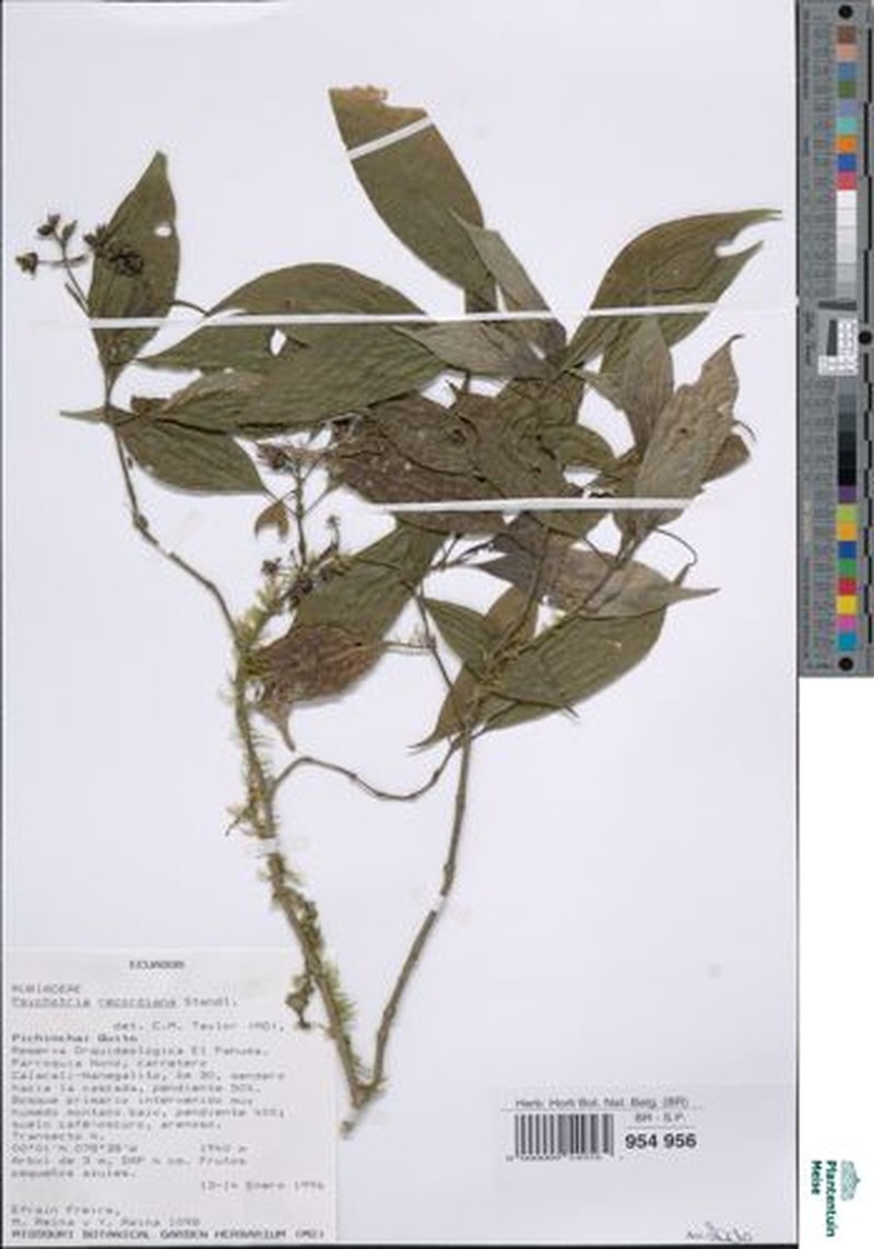 Palicourea hazenii subsp. hazenii photo 4