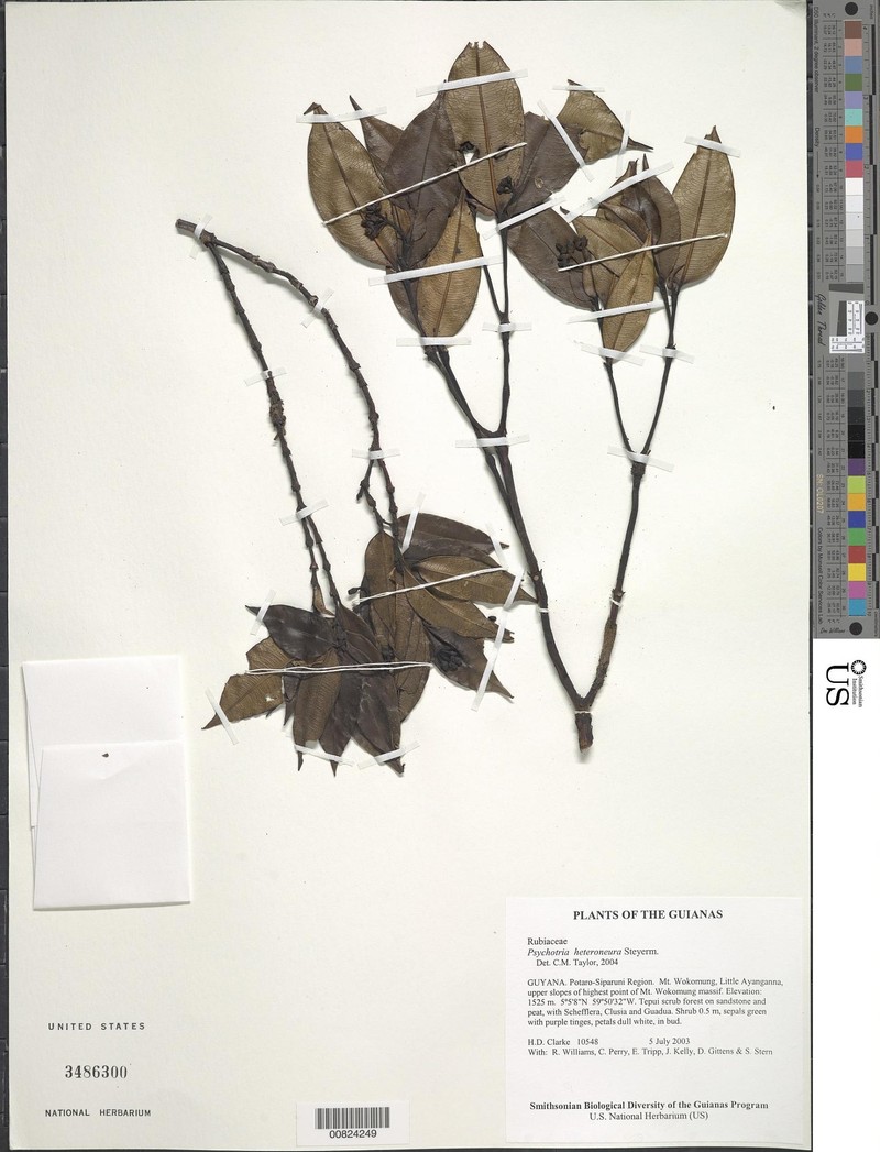 Palicourea heteroneura