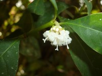 Hoffmannsegg's Wild Coffee