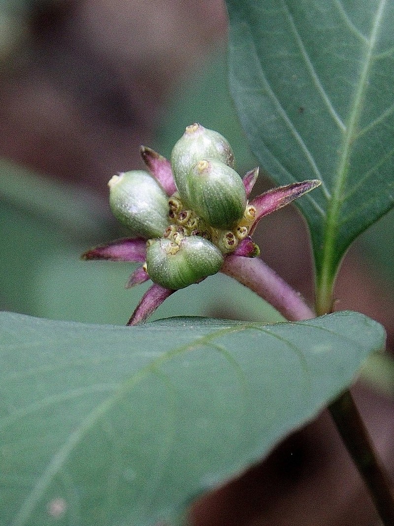 Hoffmannsegg's Wild Coffee photo 2