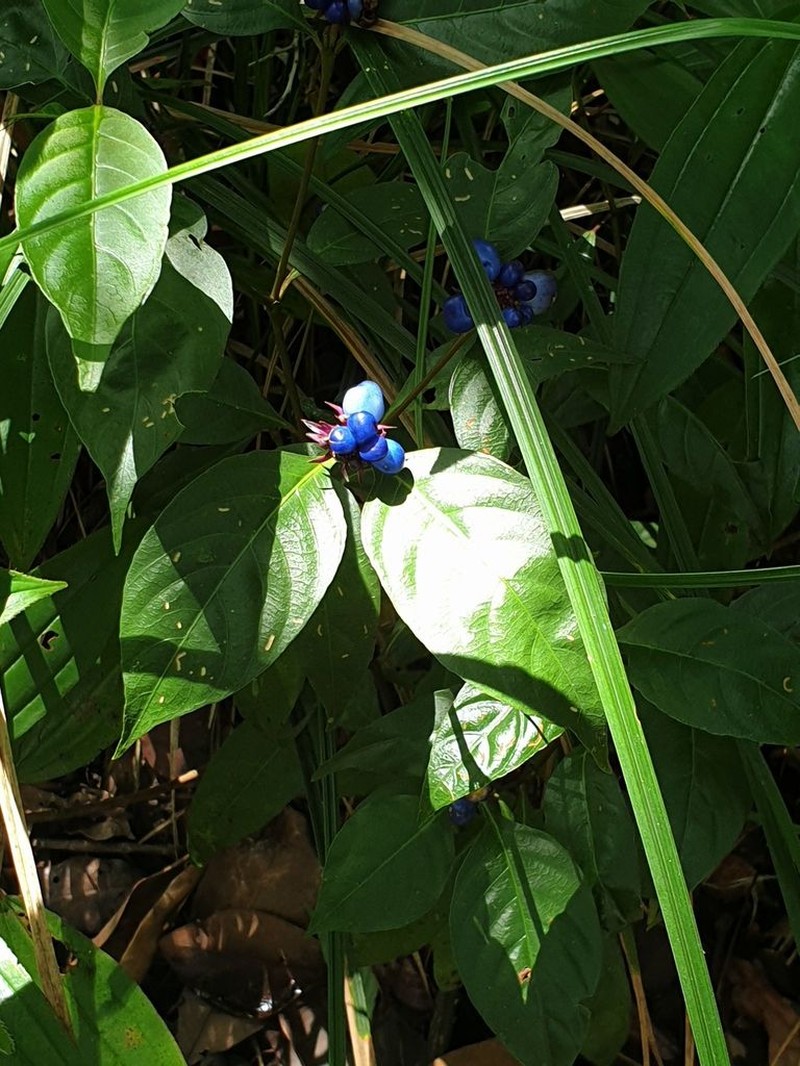 Hoffmannsegg's Wild Coffee photo 3