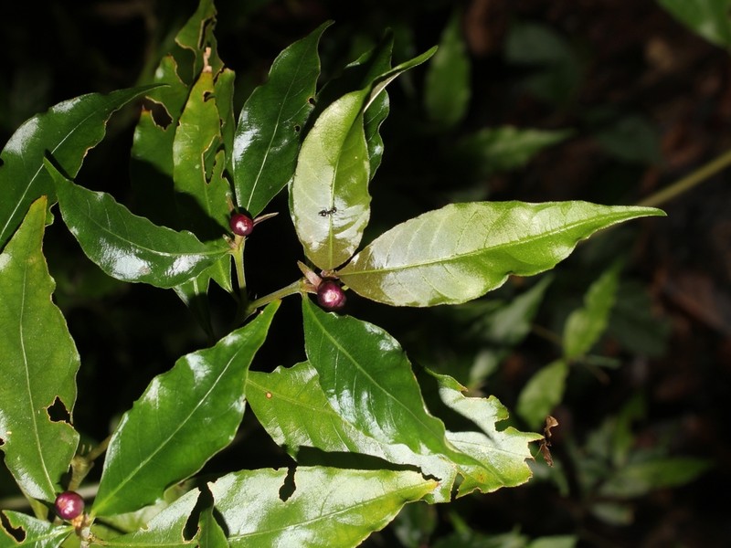 Hoffmannsegg's Wild Coffee photo 4