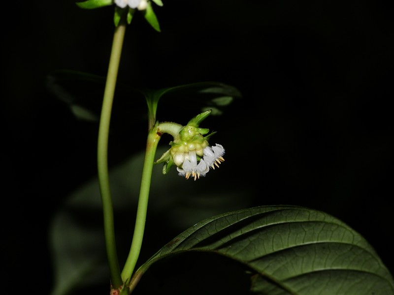 Hoffmannsegg's Wild Coffee photo 5