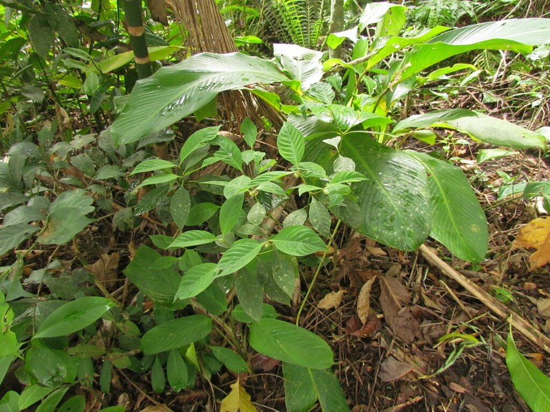 Hoffmannsegg's Wild Coffee photo 7