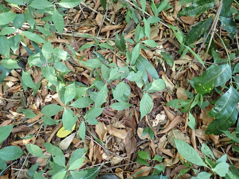 Hoffmannsegg's Wild Coffee photo 8