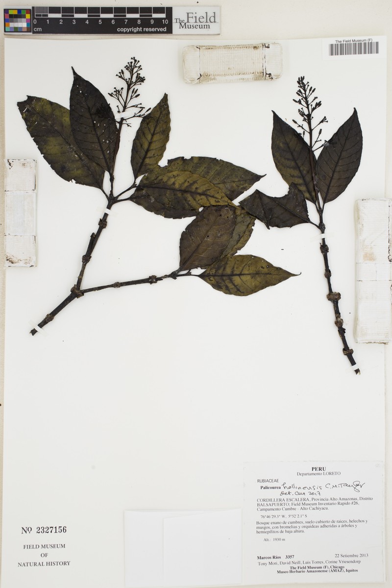 Palicourea hollinensis